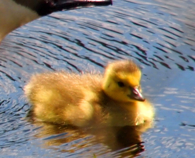 [Very close-up view of one gosling on the water. The new feathers are still furry-looking and invite one to want to touch.]